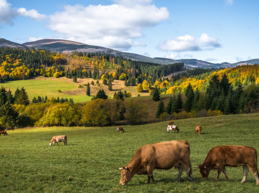 The future of food and alternative proteins